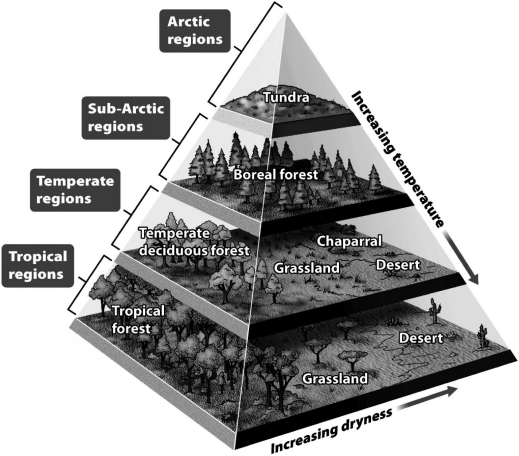 <strong>Understanding plate tectonics has helped ecologists make sense of ancient biomes; when landmasses move in elevation or to different regions of the globe,they experience climatic change. Use the figure above to predict the change for a temperate deciduous forest as it moves north and elevates by 5,000 feet.</strong> A) It becomes a tropical forest. B) It becomes a grassland. C) It becomes chaparral. D) It becomes a boreal forest.