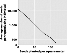 <strong>Examine the following graph,which shows the relationship between planting density and seeds produced per individual plant for Plantago major,also known as plantain weed. What statement best describes the relationship?</strong> A) At high planting densities, both seed production per plant and total seeds produced decline. B) At high planting densities, seed production per plant declines while total seeds produced remain constant. C) At low planting densities, both seed production per plant and total seeds produced increase. D) At high planting densities, seed production per plant declines while total seeds produced increases.