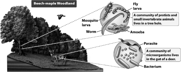 <strong>As the following figure illustrates,communities vary tremendously in size from as large as an entire forest to the digestive system of a single deer. How do biologists recognize communities?</strong> A) Large communities are often defined by the distribution of their members, but small communities are often simply defined according to what is convenient at a given point in time. B) Communities can be nested within a larger one; for example, the deer is part of the woodland, which is part of the forest. C) Communities are recognized by the minimal species composition criterion: all communities must have eight or more species. D) Communities have dynamic characteristics similar to those of populations; they consist of the habitat and species critical to the community growth rate.