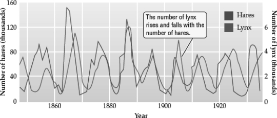 <strong>Examine the following graph; what best describes the cycling that each population experiences? </strong> A) Lynx populations decrease in size when hare populations increase in size; hares are the superior competitors. B) Lynx populations increase in size when hare populations decrease in size; lynx are the superior competitors. C) Lynx populations decrease in size when hare populations decrease in size; lynx are exploiting the hare population. D) The increase and decrease of each species is driven by oscillating density-independent factors, but since they share the same habitat, the cycles coincide.
