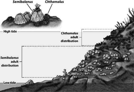 As the following figure illustrates,the distribution of numerous intertidal organisms is restricted to bands or zones.The upper limit to the zone is determined by tolerance to physical factors such as desiccation,whereas the lower boundary is determined by a biological interaction such as competition. What could account for the lower limit for Semibalanus?