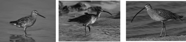 These shorebirds illustrate niche partitioning; each species has a specialized bill that permits it to feed in ways that reduce competition with other shorebirds living in the community.How might a biologist explain niche partitioning?