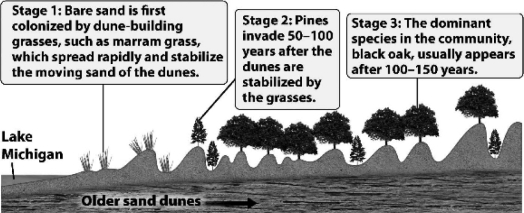 <strong>The following figure illustrates how,although pines first established themselves as the dominant tree in the Lake Michigan sand dune community,black oaks ultimately became the dominant species. What best explains the gradual reduction of the pine?</strong> A) Oaks trap sand, causing the dune to level out; pines can only survive in the low, protected areas between the dunes. B) Pine needles and the shade from existing pines improve the soil composition and moisture, allowing oaks to become established and preventing new pines from surviving. C) Pines replace the grasses, but this destabilizes the dune and increases the amount of moving sand; the loss of pines is not related to the presence of the oaks. D) Actually, oak seeds were always present in the sand; they simply require more time to germinate.