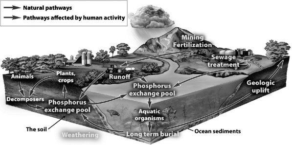 <strong>The following figure illustrates how nutrients cycle between organic and inorganic reservoirs.Within each reservoir,the nutrient may be available or unavailable for use. According to the figure above,what is the inorganic reservoir where phosphorus is unavailable?</strong> A) the atmosphere B) the soil C) ocean sediments D) decomposers