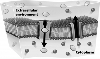 <strong>The following figure shows the movement of solutes across a plasma membrane in the direction indicated by the arrows. This movement across the membrane</strong> A) requires a direct input of cellular energy. B) occurs independently of carrier proteins. C) occurs by diffusion. D) is an example of osmosis.