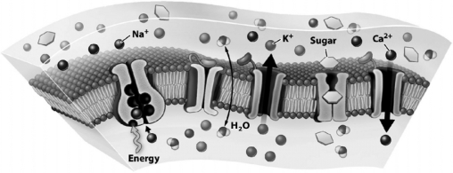 <strong>The following figure illustrates a plasma membrane. Which substance in the figure is crossing the membrane using simple diffusion?</strong> A) Ca<sup>2+</sup> B) Na<sup>+</sup> C) K<sup>+</sup> D) H<sub>2</sub>O