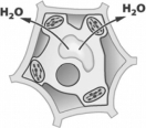 <strong>The arrows in the following figure show the movement of water across the cell wall and plasma membrane of a plant cell. For water to move in the direction indicated,the solution surrounding the cell must be</strong> A) hypertonic. B) hypotonic. C) isotonic. D) selectively impermeable.