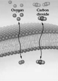 <strong>What best explains the double-headed arrows associated with carbon dioxide and molecular oxygen shown in the following illustration? </strong> A) Individual molecules are unable to cross the membrane,but they can be found in relatively large numbers on both sides. B) The membrane is permeable to these small molecules and they enter or leave rapidly as their concentration gradients change. C) An isotonic condition exists for each molecule,so no net movement takes place. D) Homeostasis requires that surplus molecules entering the cell be rejected and returned to the outside.