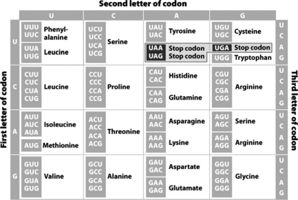 <strong>Using the following chart,which chain of amino acids would be produced by the entire sequence UGUACGAUAGGCUAG? </strong> A) ACAUGCUAUAUCCCG B) ACATGCTATATCCCG C) cysteine-threonine-isoleucine-glycine D) cysteine-threonine-isoleucine-glycine-stop