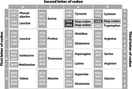 <strong>Using the following chart,which chain of amino acids would be produced by the sequence of this very short,complete mRNA: UAUUAUGCCUGAGUGAAUUGCUA? </strong> A) tyrosine-tyrosine-alanine B) tyrosine-tyrosine-alanine-stop-valine-asparagine-cysteine C) methionine-proline-glutamate D) methionine-proline-glutamate-isoleucine-alanine