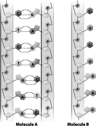Molecule B in the following image is RNA.