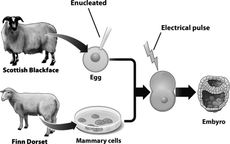 <strong>The nuclear DNA of the embryo that results from the process shown in the following diagram </strong> A) is identical to the nuclear DNA of the Scottish Blackface sheep. B) is identical to the nuclear DNA of the Finn Dorset sheep. C) is a unique mix of the nuclear DNA from both of the pictured sheep. D) contains one full set of chromosomes from each of the pictured sheep.