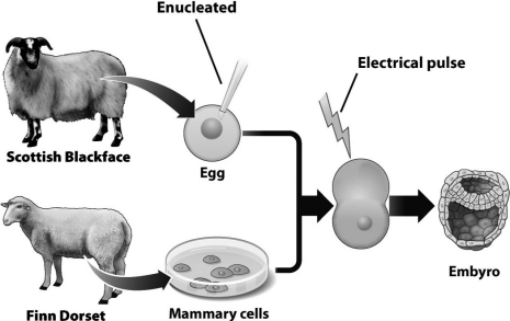 <strong>In the following diagram,the electrical pulse fuses the enucleated egg from one sheep and the somatic mammary cell from another sheep.This fused cell is most similar to a ________ formed during normal sexual reproduction. </strong> A) somatic cell B) meiotic germ cell C) gamete D) zygote