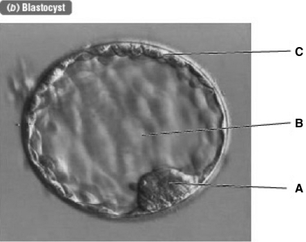 <strong>In the following photograph,which letter correctly identifies the inner cell mass? </strong> A) A B) B C) C D) The inner cell mass is not labeled in this picture.