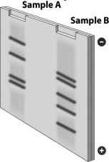 <strong>A sample of the same DNA is placed into each of two test tubes.Each tube is treated with a restriction enzyme,and the resulting fragments are separated by gel electrophoresis,producing the gel shown in the following figure.Which of the following explains why the pattern of DNA fragments differs in these two samples? </strong> A) Different restriction enzymes must have been used in the different tubes. B) One tube was heated,but the other tube was not. C) Ligase was added to one of the tubes but not the other. D) The restriction enzyme added to the tubes cut DNA at more than one sequence.