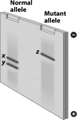 <strong>The DNA for the normal hemoglobin allele and the mutant sickle-cell allele are cut with the same restriction enzyme,DdeI.The resulting DNA fragments are separated by gel electrophoresis,producing the gel shown in the following figure.Why are the patterns produced by these two alleles different? </strong> A) The normal hemoglobin gene is cut by two restriction enzymes,but the sickle-cell anemia allele is cut by only one restriction enzyme. B) The gene for the normal allele is much larger than the gene for sickle-cell anemia. C) The gene for the normal allele has a sequence recognized by DdeI,but the gene for sickle-cell anemia does not. D) The sickle-cell allele has the ability to produce ligase to repair the damage done by restriction enzymes,but the normal allele does not.