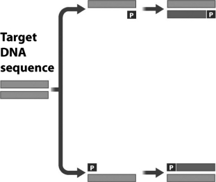 <strong>The following figure shows the first cycle in polymerase chain reaction (PCR). What is the role of the structure marked P in this figure?</strong> A) The P represents the heat-tolerant DNA polymerase used in PCR to copy the gene of interest. B) The P represents a sequence of DNA complementary to parts of the gene being amplified that allows DNA polymerase to attach to the gene. C) The P indicates where on the DNA that DNA polymerase should terminate replication. D) The P indicates the location of the promoter for the gene being amplified.