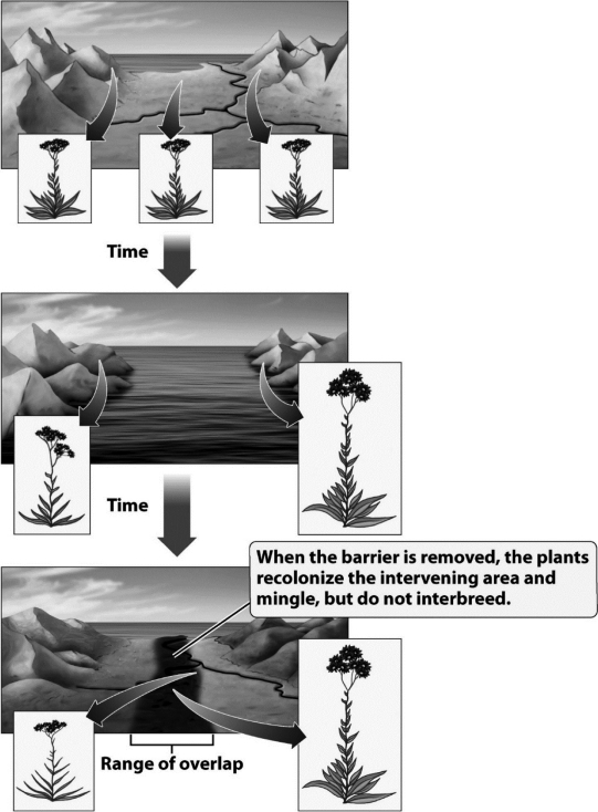 <strong>Why have the two plant populations depicted in the following diagram become so different in the time they were separated by the ocean? </strong> A) A small group of individuals carrying only the tall allele established a new population on the right side of the ocean. B) The amount of gene flow between the two populations increased when the ocean separated the plants,so mutations moved from one population to another. C) When sea levels rose,it killed all of the plants on the right side of the figure.A new species evolved from another plant species already existing in the mountains on the right. D) The separated populations adapted to the different environments on each side of the ocean and became reproductively isolated.