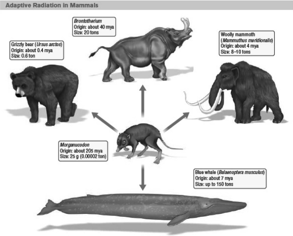 <strong>In the following illustration of adaptive radiation of mammals,which is the ancestral species? </strong> A) Grizzly bear B) Brontotherium C) Woolly mammoth D) Morganucodon