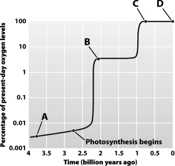 <strong>At which labeled point in the following graph are the first eukaryotes thought to have evolved?  </strong> A) Point A B) Point B C) Point C D) Point D <div style=padding-top: 35px> 