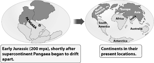 <strong>During the time of Pangaea,an ancestor of modern crocodiles inhabited the region marked by the star in this map (left in the following figure).   Where would you expect to find fossils of this animal today (the map on the right)?</strong> A) Northern Hemisphere B) on every continent C) Africa D) Antarctica <div style=padding-top: 35px> 