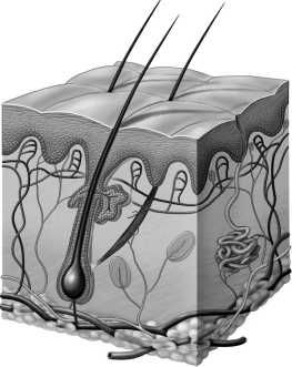<strong>After viewing the image below,one should conclude that  </strong> A) the image is that of a tissue made of multiple organs. B) the image is that of an organ made of multiple tissues. C) cells are large and create large organs. D) only one type of tissue can make up a specific organ. <div style=padding-top: 35px> 
