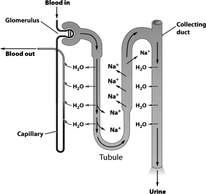 <strong>The figure below illustrates how the nephron in a human kidney aids in the removal of toxic by-products of protein metabolism and assists in the regulation of internal water and solute concentrations.   In the region of the nephron labeled tubule, sodium is</strong> A) leaving the tubule by diffusion. B) being pumped out of the tubule by active transport. C) moving out of the tubule through osmosis. D) exiting the tubule via secretion. <div style=padding-top: 35px> 
