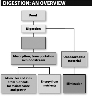 <strong>The empty label in the following scheme most likely should read  </strong> A) carbohydrates. B) fiber. C) all broken-down materials. D) all usable nutrients. <div style=padding-top: 35px> 