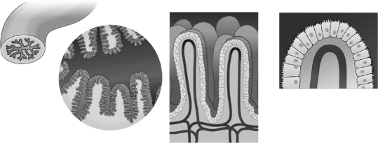 <strong>The images below are illustrating the ________ intestine lined with ________ in order to increase nutrient absorption.  </strong> A) small;villi B) large;villi C) small;cilia D) large;flagella <div style=padding-top: 35px> 