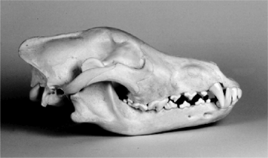 Examine the photograph below of an animal skull.   The characteristics of this skull suggest that it belongs to a ________,the type of animal that consumes only ________.<div style=padding-top: 35px> 