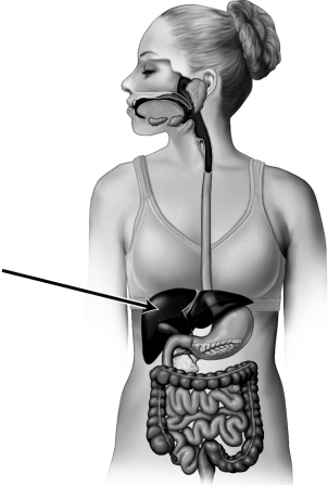 Chemical digestion occurs inside of the organ indicated by the arrow in the figure below.  <div style=padding-top: 35px> 