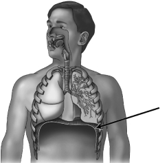 <strong>In the figure below,the arrow is pointing to the </strong> A) bronchus. B) trachea. C) diaphragm. D) larynx.