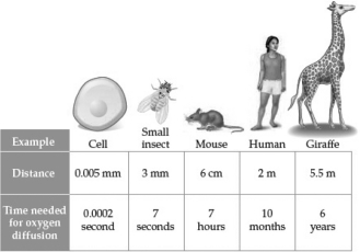 <strong>The figure below illustrates distance and diffusion time;note that the time required is NOT directly proportional to the distance.Why,for the insect and mouse,might an increase in distance of 20-fold require an increase in time of 60-fold? </strong> A) Oxygen reacts chemically as it diffuses,becoming less diffusible as it travels greater distances. B) Larger animals are warmer than small animals;the rate of diffusion is dependent,in part,on the temperature. C) As oxygen disperses into a large area,its concentration declines;the rate of diffusion is dependent,in part,on the difference in concentration between two locations. D) Organisms are able to manipulate the rate of diffusion so that the delivery of oxygen matches their metabolic activity levels.