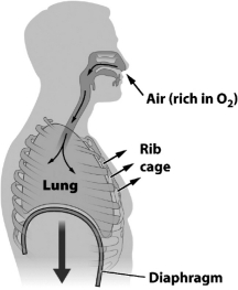 The figure below illustrates the inhalation step of gas exchange in humans. In this figure,which depicts inhalation,the diaphragm and the muscles of the rib cage are ________.