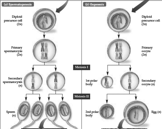 <strong>Study the diagram below.Which of the following sentences is true? </strong> A) Sperm cells are genetically identical. B) Division of cytoplasm in oogenesis is unequal. C) Oogenesis results in the generation of two egg cells per germ line cell. D) Sperm cells are created in only one round of meiosis.
