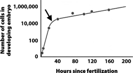 <strong>The graph below shows the rate of cell division in a developing frog embryo. Why does the rate of growth decrease dramatically after the point indicated by the arrow?</strong> A) At this point,development switches from rapid cell growth to cell differentiation and migration. B) The arrow indicates when the embryo begins to run out of its internal food source and must find another source to continue developing. C) This is when fertilization occurs.Before this point,the single-celled egg was growing quickly as it stored food.After this point,growth slows for the more deliberate process of development. D) At the time indicated by the arrow,the trophoblast separates from the inner cell mass and the two tissues begin to divide at different and slower rates.