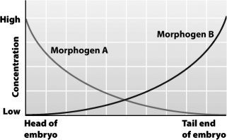 <strong>The graph below shows the normal concentration of morphogens A and B throughout a Drosophila embryo. If morphogen B is injected into the head end of an embryo,the embryo is likely to develop</strong> A) normally. B) a second tail at the head end. C) a second head at the tail end. D) two heads at the head end.