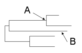 <strong>In this phylogenetic tree, what does A represent? B represent? </strong> A) A = branch; B = branch B) A = node; B = branch C) A= root; B = branch D) A = node; B = root E) A = branch; B = node