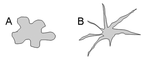 <strong>Classify these two protists based on the pseudopodial structure given below. </strong> A) A: Amoebozoa; B: Alveolata B) A: Amoebozoa; B: Heterokonts C) A: Amoebozoa; B: Rhizaria D) A: Rhizaria; B: Alveolata E) A: Rhizaria; B: Amoebozoa