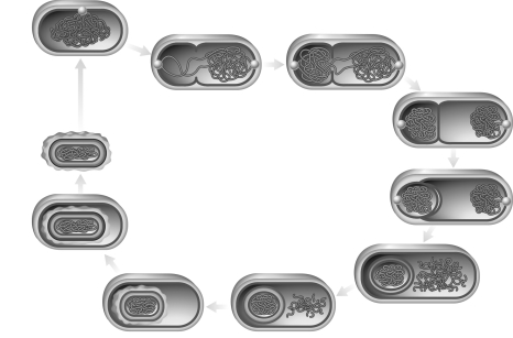 <strong>The figure below represents what type of differentiation? </strong> A) heterocyst formation B) budding C) sporulation D) fruiting body formation E) filamentation