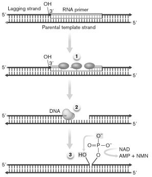 Use the figure below to describe the process of RNA primer elimination in the synthesis of the lagging strand. What are the names of the enzymes indicated by the numbers?