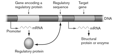 <strong>The figure below shows a regulatory being produced on the left. Based on the information in the figure, this protein must function in which of the following ways? </strong> A) When glucose binds to it, the protein binds to the regulatory sequence and prevents transcription of the target gene. B) This protein must influence a hairpin sequence and thus fine tunes the operon. C) In the presence of the end product of the operon, this protein will bind to the regulatory region and acts as an activator. D) When a ligand is or is not bound, this protein may act as either an activator or repressor. E) This protein would not have an effect on transcription of the target gene.
