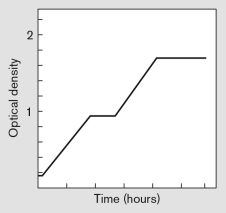 <strong>A bacterial growth curve is presented below. The curve represents ________ growth, which is caused by the ________. </strong> A) binary; addition of more growth media after the fulture reaches stationary phase B) diauxic; addition of more growth media after the fulture reaches stationary phase C) binary; addition of a needed vitamin after it runs out D) diauxic; addition of a needed vitamin after it runs out E) diauxic; growth on two carbon sources resulting in a lag after the preferred substrate is depleted; new genes are then induced and growth resumes