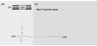 <strong>The best description of the initial step in the regulatory process shown below is </strong> A) an sRNA is produced that can then be used to turn on genes. B) an sRNA is produced that can then be used to turn off genes. C) a sigma factor mRNA is transcribed and forms secondary structures at lower temperatures. When heated, the structures melt and the mRNA for the heat shock sigma factor, rpoH, can be translated. D) The hairpins contain codons for a needed amino acid. When amino acid is lacking, the ribosome stalls and prevents its formation, thus allowing translation. E) The hairpins contain codons for needed amino acids. When amino acid is present, the ribosome stalls and prevents the formation of hairpins, thus allowing translation.