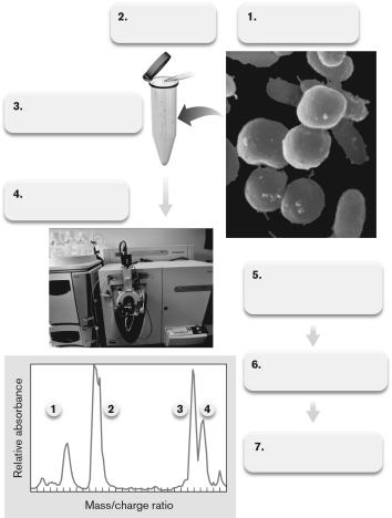<strong>The figure below diagrams a process used to study bacterial physiology. Which is the correct description of the steps shown? </strong> A) Cells are lysed, two-dimensional gels are run, and then spots of protein are run through mass spec. Proteins' peaks are identified. B) Cells are lysed, two-dimensional gels are run, isobaric tags are added to the proteins, and they are run through a mass spec. Proteins' peaks are identified. C) Cells are lysed, two-dimensional gels are run, and proteins are digested with trypsin and run through a mass spec. Proteins' peaks are identified. D) Cells are lysed, proteins are digested with trypsin, and column is used followed by mass spec. Proteins' peaks are identified. E) Cells are lysed, RNA is purified, cDNA is made, and sequencing is carried out.