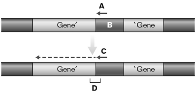 <strong>Which answer choice INCORRECTLY labels the figure below? </strong> A) A-DNA primer B) B-transposon C) C-amplification of gene-transposon junction D) D-interface gene-transposon E) There is no incorrect label.