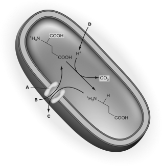 <strong>Which answer choice INCORRECTLY labels the figure below? </strong> A) D indicates the CO2 entering the cell. B) C points to GABA. C) A marks the GABA/glutamate antiporter. D) D is the label for H+ entering the cell. E) B points to glutamate.