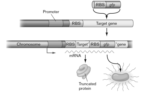 <strong>What is the main indication that the figure below depicts a transcriptional (operon) fusion? </strong> A) A single mRNA is transcribed, from which two proteins are translated. B) The reporter gene keeps its biological properties: in this case, fluorescence. C) Transcription proceeds from a single promoter. D) The target gene maintains its ribosomal binding site. E) The reporter gene is inserted into the target gene in the proper codon-reading frame.
