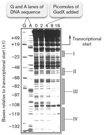 <strong>The figure below shows a gel with Escherichia coli DNA fragments separated by size. The marker lanes help to locate the transcription start following the promoter region of a gene encoding for glutamate decarboxylase (GadA). There are five lanes from an experiment in which varying amounts of the protein GadX were added to DNA prior to treatment with DNase I. What do the roman numeral boxes indicate? </strong> A) change RNA to DNA. B) topoisomerases-binding regions C) thus not protected D) translational start E) GADF-binding site