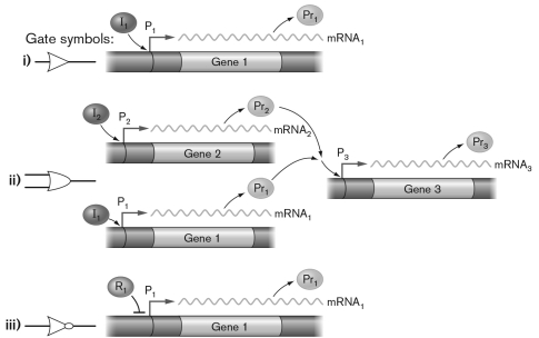 <strong>In the figure below, the labels for the genetic logic gates are missing. Which answer choice locates them correctly? </strong> A) i) Buffer, ii) NOT, iii) OR B) i) NOT, ii) Buffer, iii) OR C) i) Buffer, ii) OR, iii) NOT D) i) OR, ii) Buffer, iii) NOT E) i) NOT, ii) OR, iii) Buffer